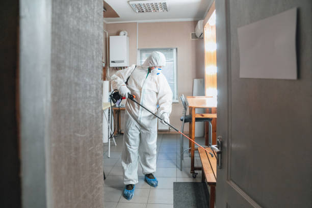 Reliable Portola, CA Mold Removal Solutions
