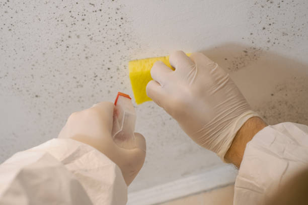 Best Basement Mold Removal  in Portola, CA