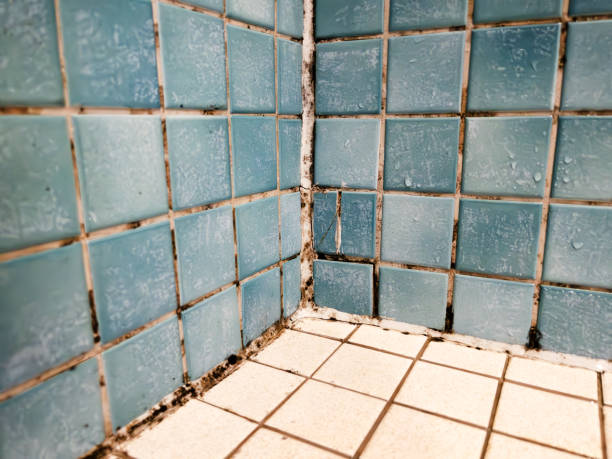 Best Environmental Consulting for Mold Prevention  in Portola, CA