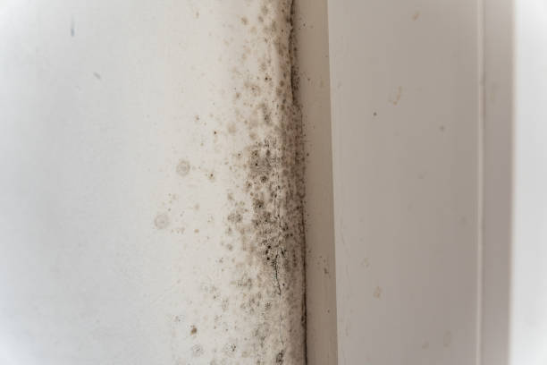 Environmental Consulting for Mold Prevention in Portola, CA